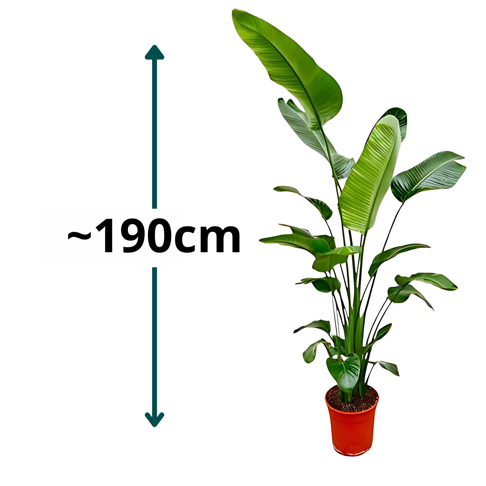 Paradijsvogelplant - ↕190 cm - Ø27cm
