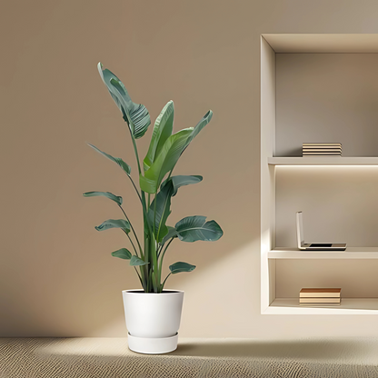 Paradijsvogelplant - ↕210cm - Ø27cm