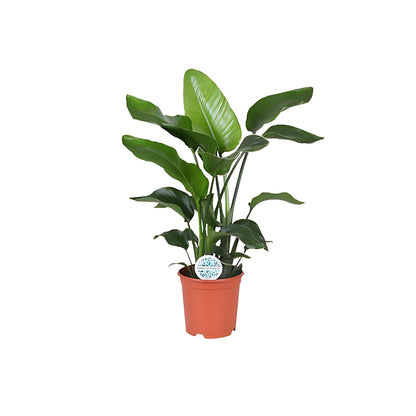 Paradijsvogelplant - ↕80cm - Ø21cm