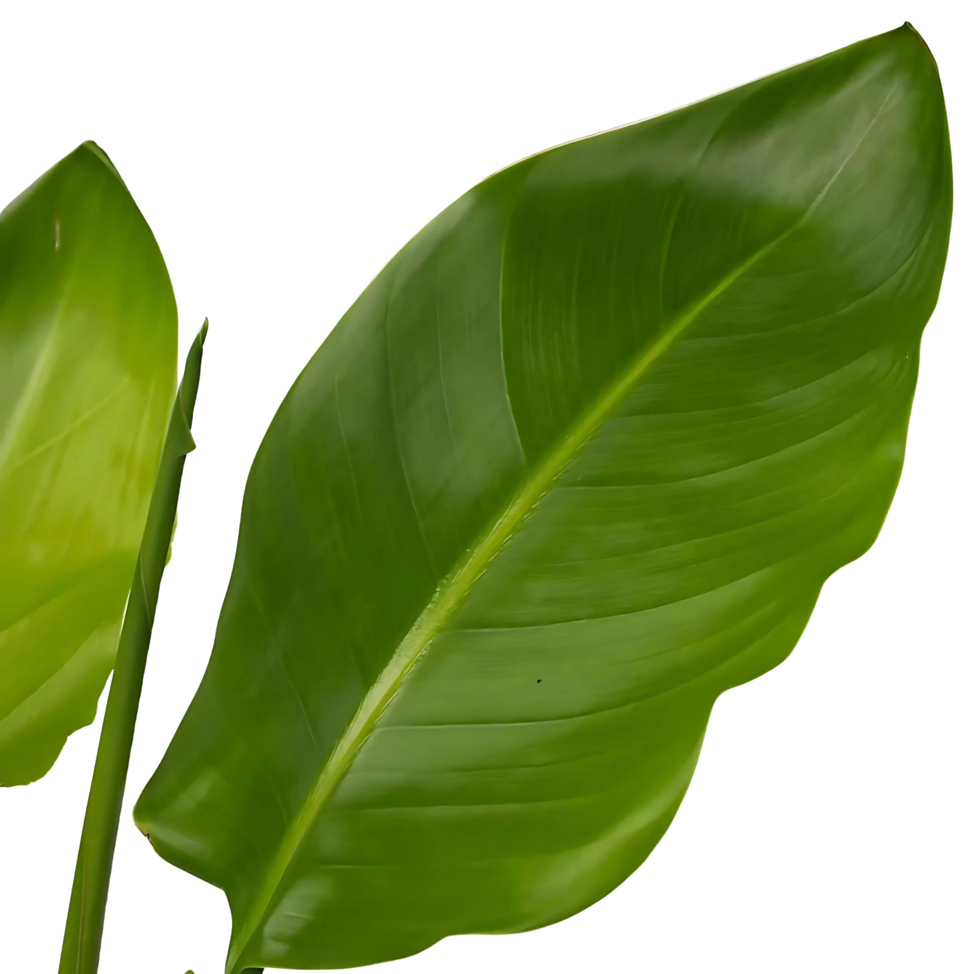 Paradijsvogelplant - ↕130cm - Ø21cm