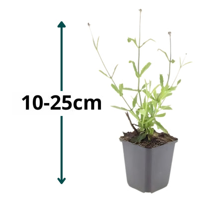 60x IJzerhard 'Lollipop' - ↕10-25cm - Ø9cm