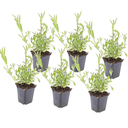 60x IJzerhard 'Lollipop' - ↕10-25cm - Ø9cm