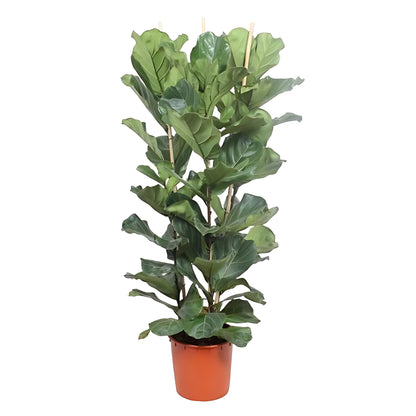 Vioolbladplant struik - ↕180cm - Ø34cm
