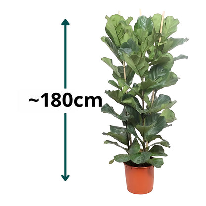 Vioolbladplant struik - ↕180cm - Ø34cm