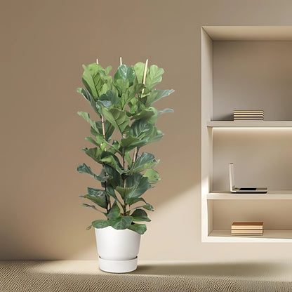 Vioolbladplant struik - ↕180cm - Ø34cm