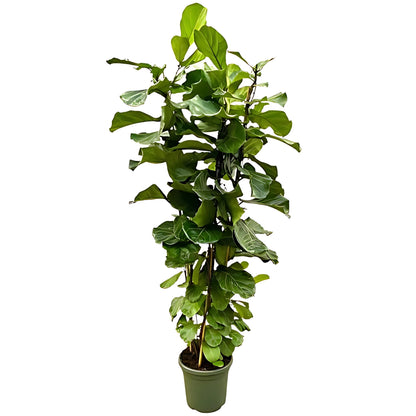 Vioolbladplant struik - ↕200cm - Ø40cm
