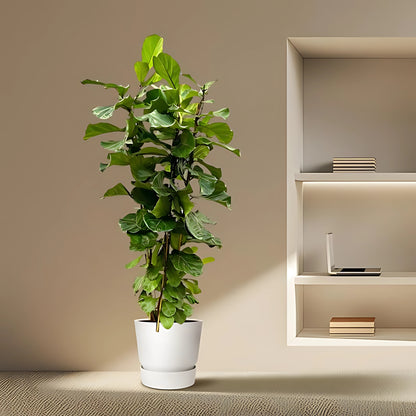 Vioolbladplant struik - ↕200cm - Ø40cm