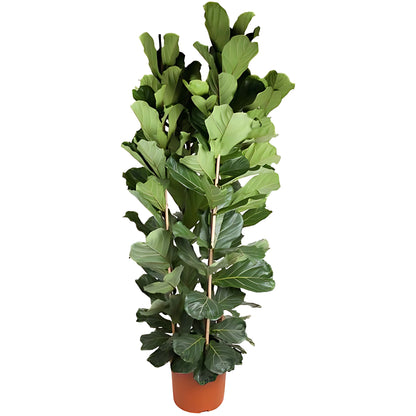 Vioolbladplant struik - ↕250cm - Ø48cm