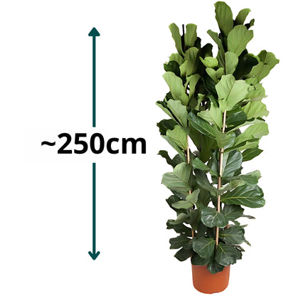 Vioolbladplant struik - ↕250cm - Ø48cm