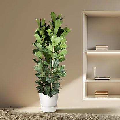 Vioolbladplant struik - ↕250cm - Ø48cm