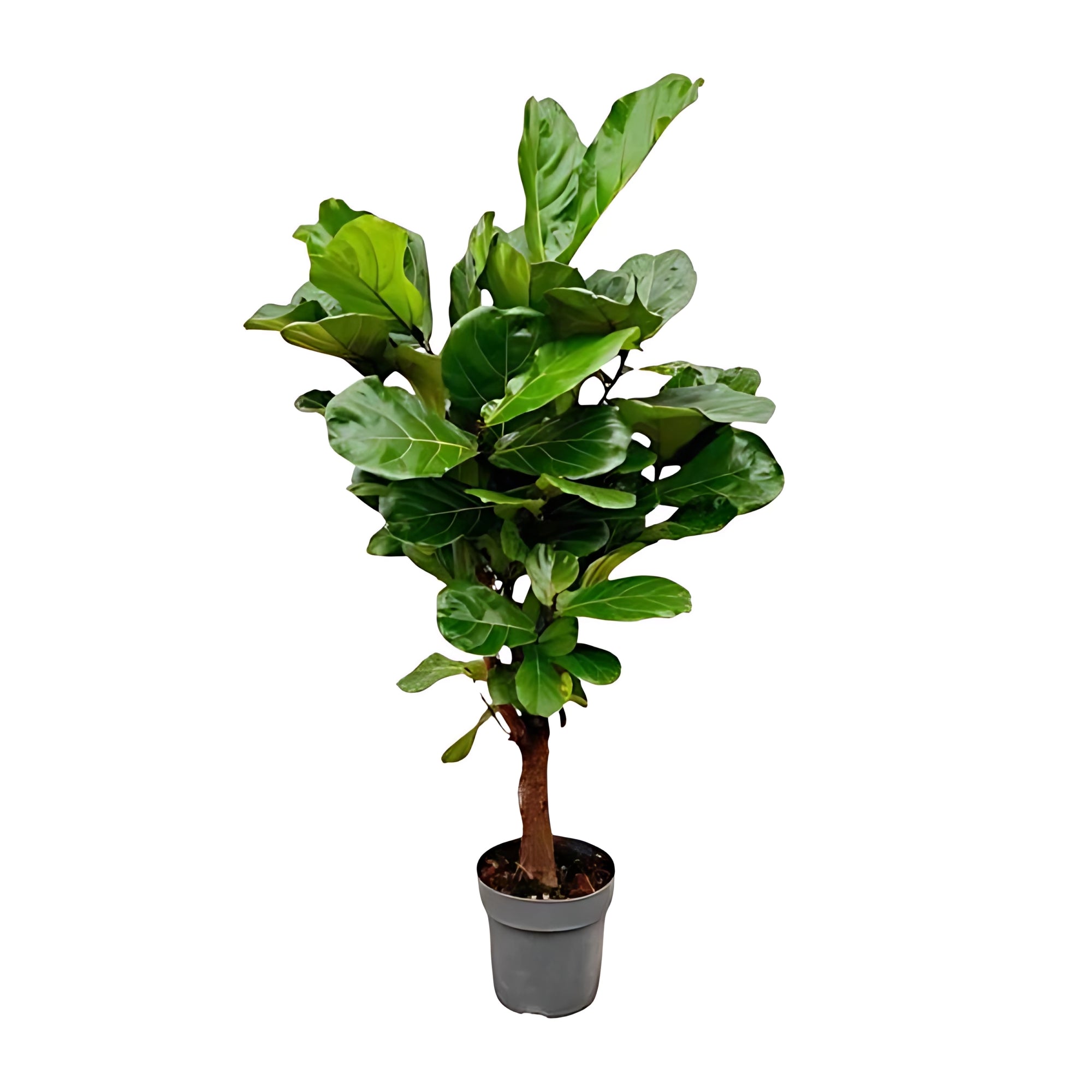 Vioolbladplant vertakt - ↕160cm - Ø24cm