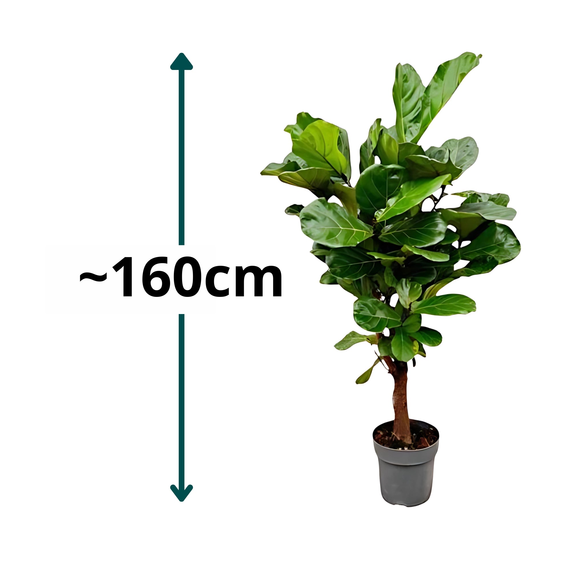 Vioolbladplant vertakt - ↕160cm - Ø24cm