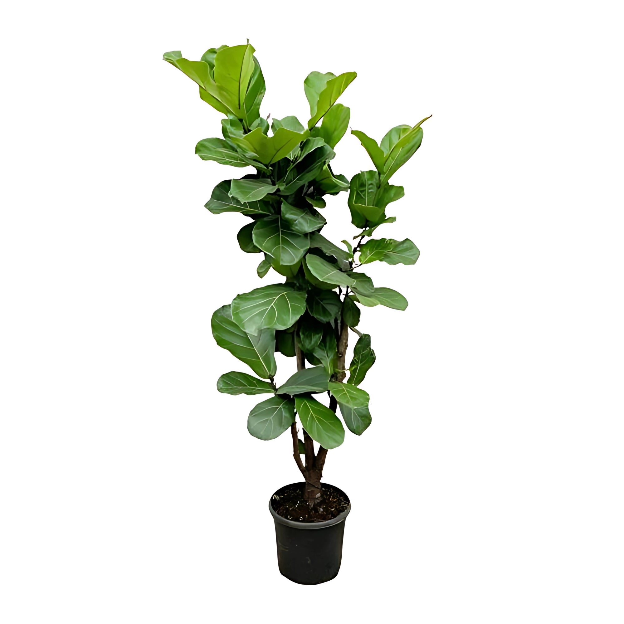 Vioolbladplant vertakt - ↕180cm - Ø32cm