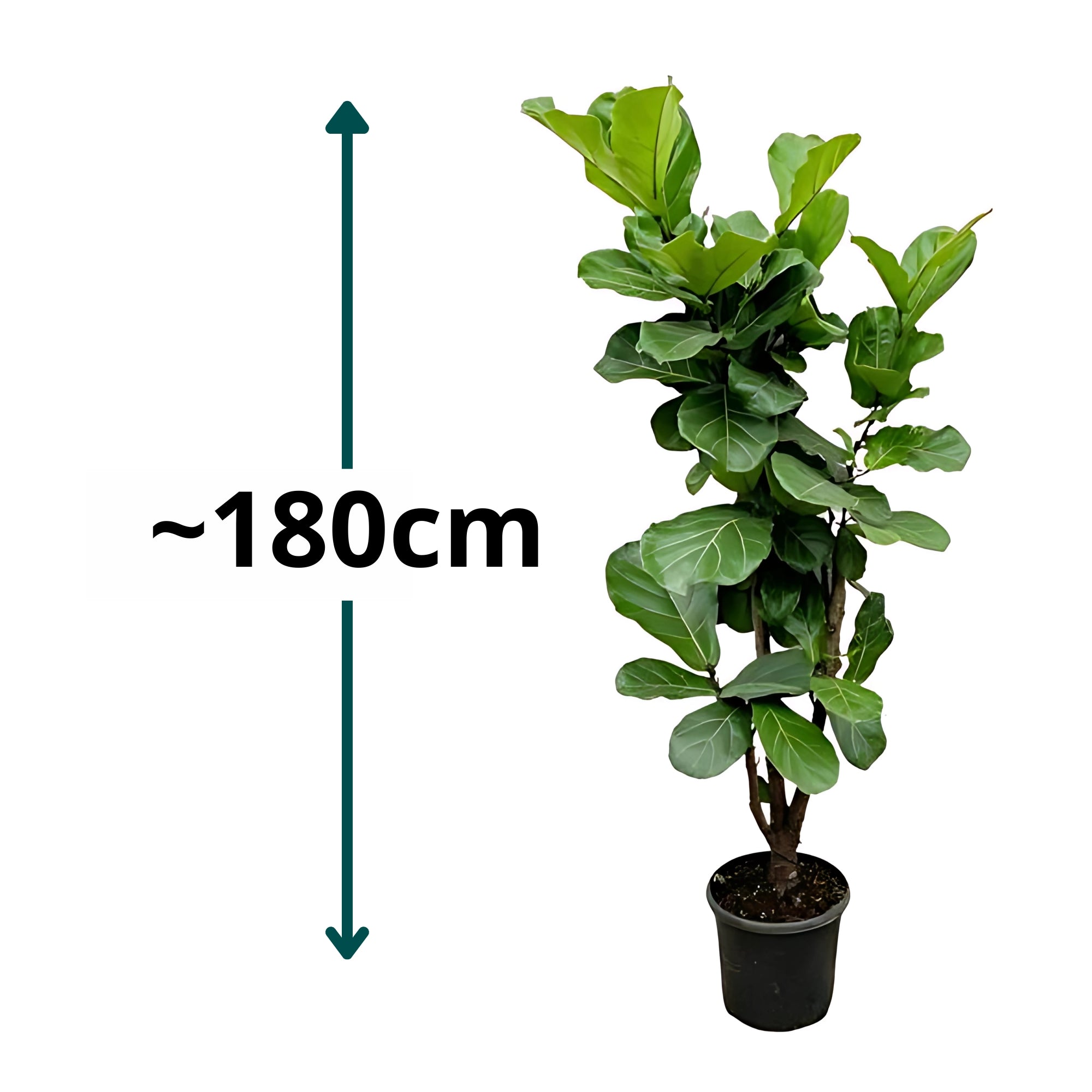 Vioolbladplant vertakt - ↕180cm - Ø32cm