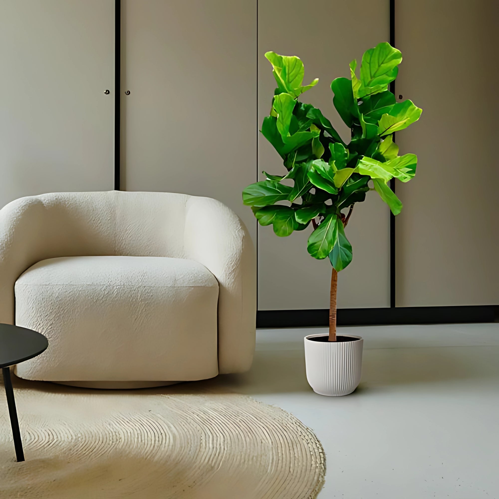 Vioolbladplant op stam ↕150cm - Ø30cm