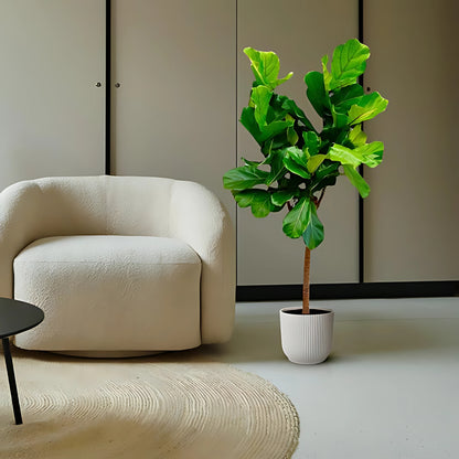 Vioolbladplant op stam ↕150cm - Ø30cm