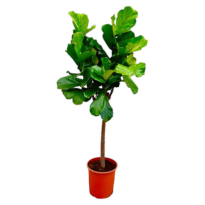 Vioolbladplant op stam ↕150cm - Ø30cm