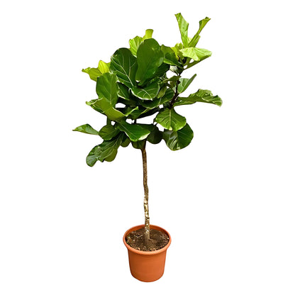 Vioolbladplant op stam XXL - ↕200cm - Ø40cm