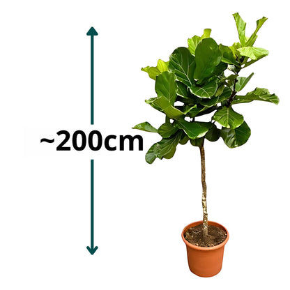 Vioolbladplant op stam XXL - ↕200cm - Ø40cm