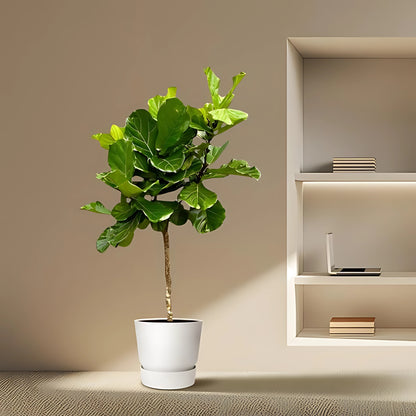 Vioolbladplant op stam XXL - ↕200cm - Ø40cm