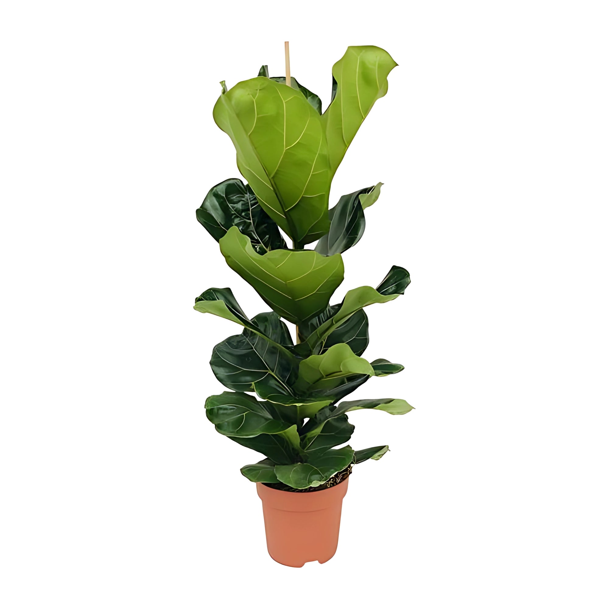 Vioolbladplant struik - ↕100cm - Ø21cm