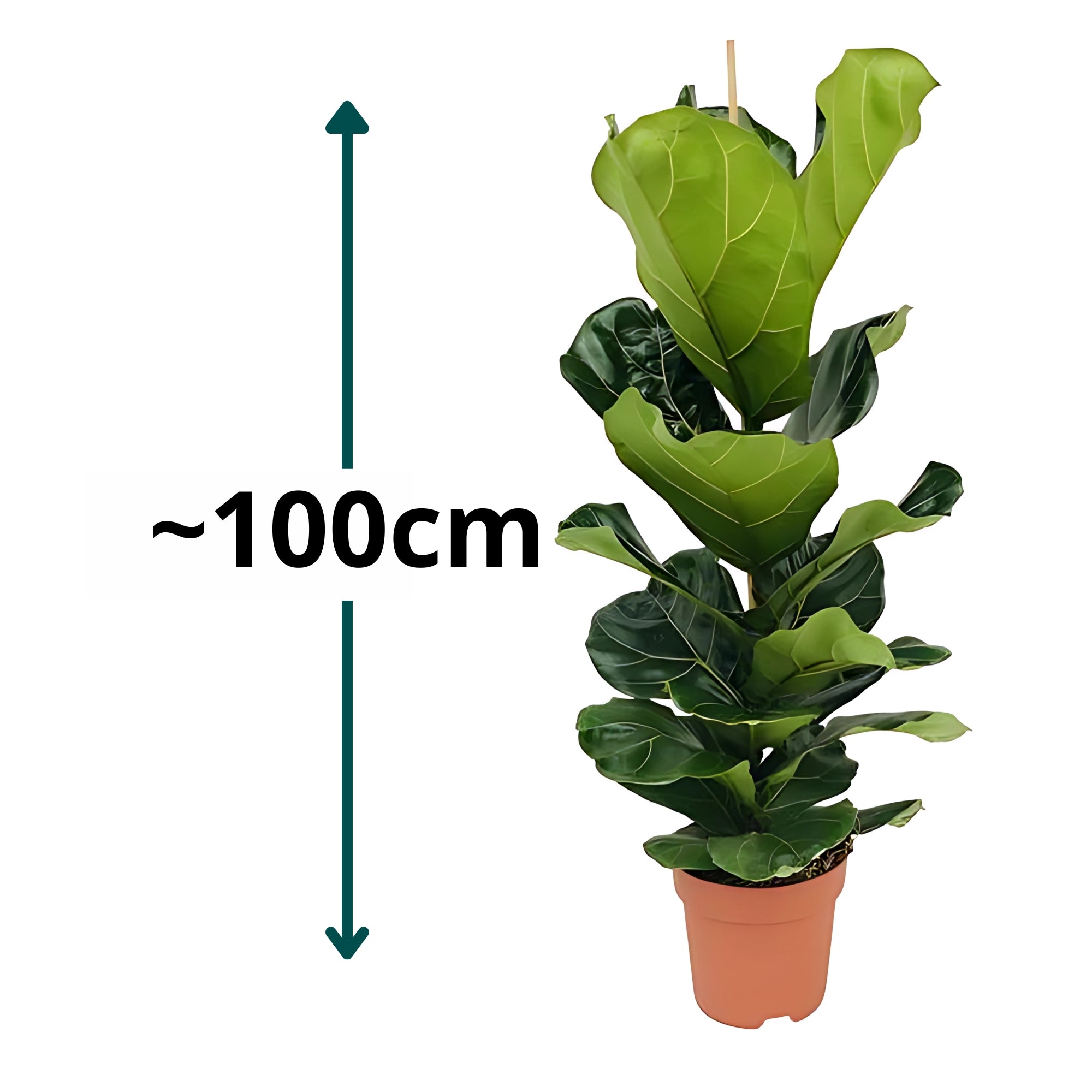 Vioolbladplant struik - ↕100cm - Ø21cm