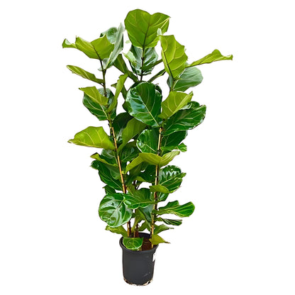 Vioolbladplant struik - ↕160cm - Ø30cm