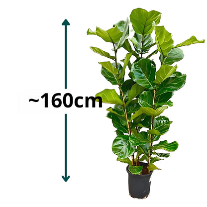 Vioolbladplant struik - ↕160cm - Ø30cm