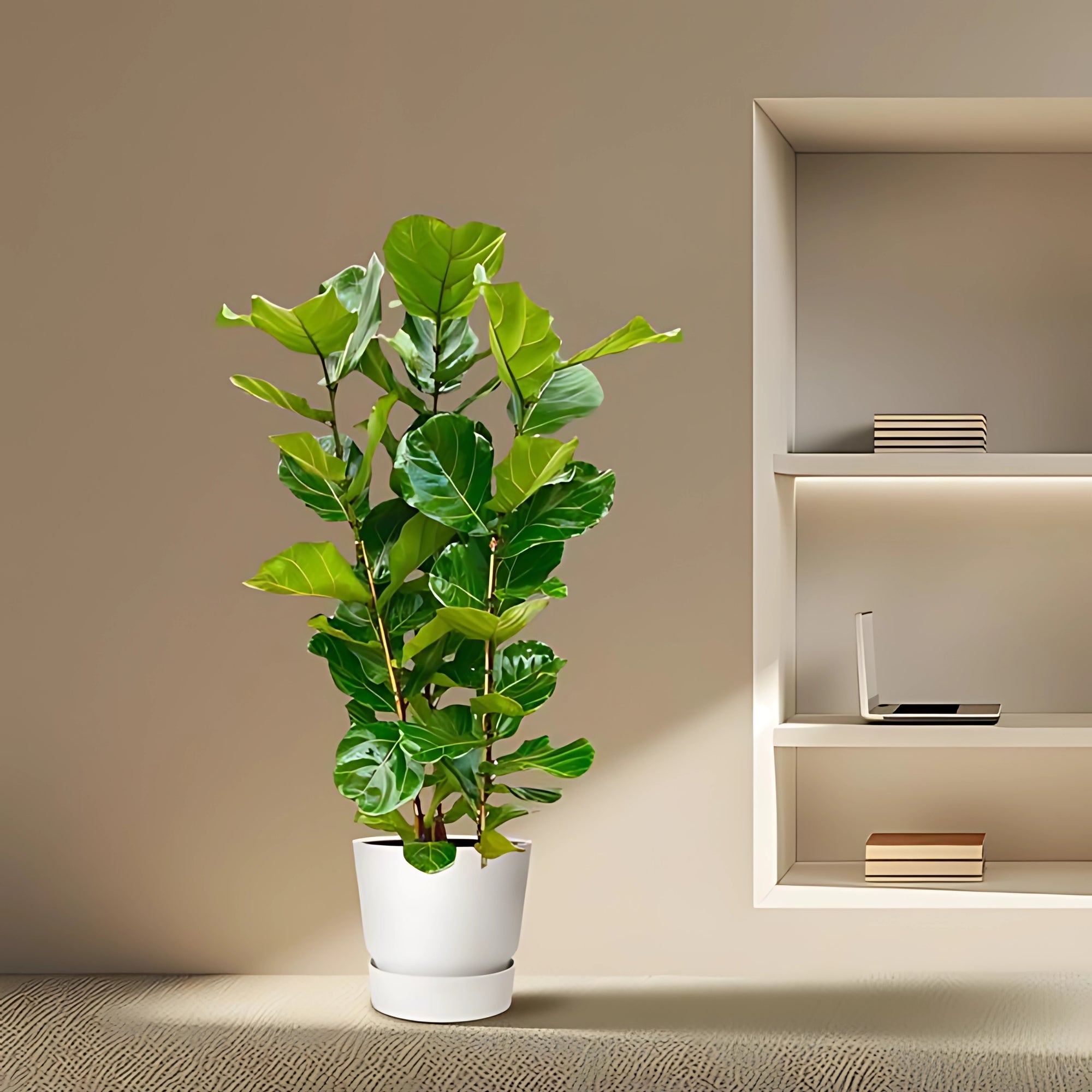 Vioolbladplant struik - ↕160cm - Ø30cm