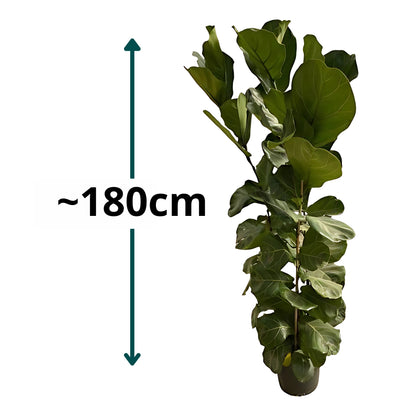 Vioolbladplant struik - ↕180cm - Ø30cm