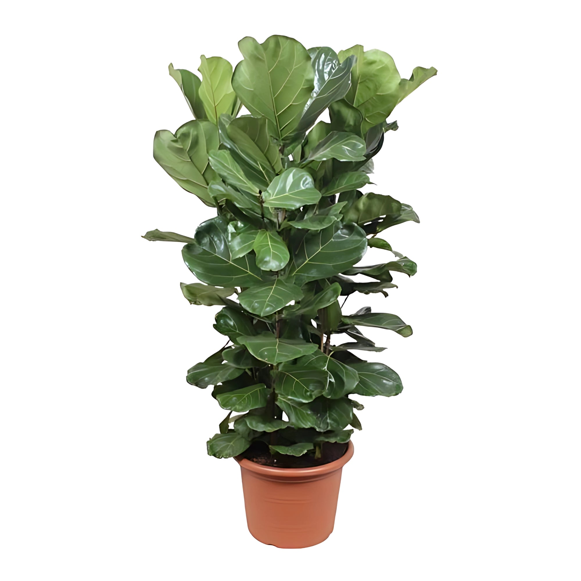 Vioolbladplant struik - ↕180cm - Ø45cm