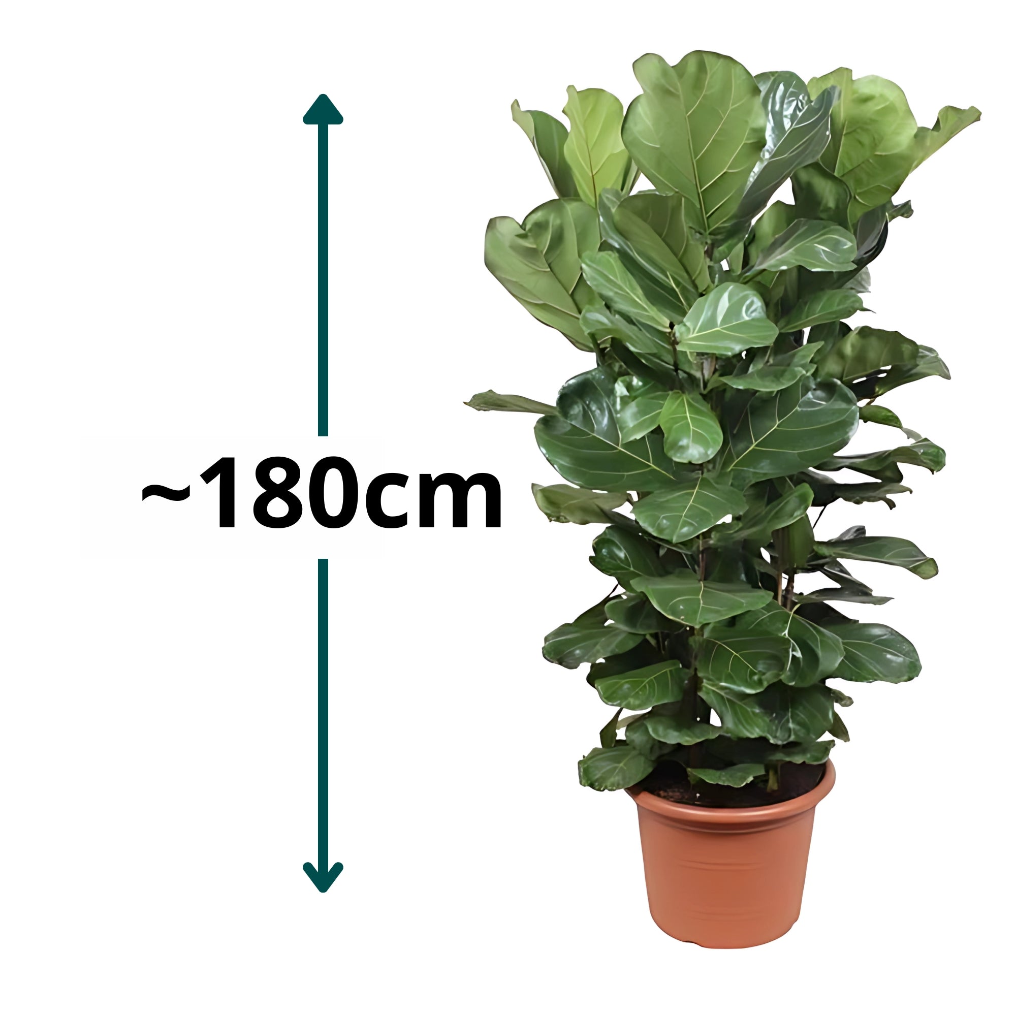 Vioolbladplant struik - ↕180cm - Ø45cm
