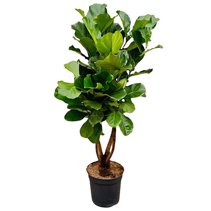 Vioolbladplant vertakt - ↕200cm - Ø32cm