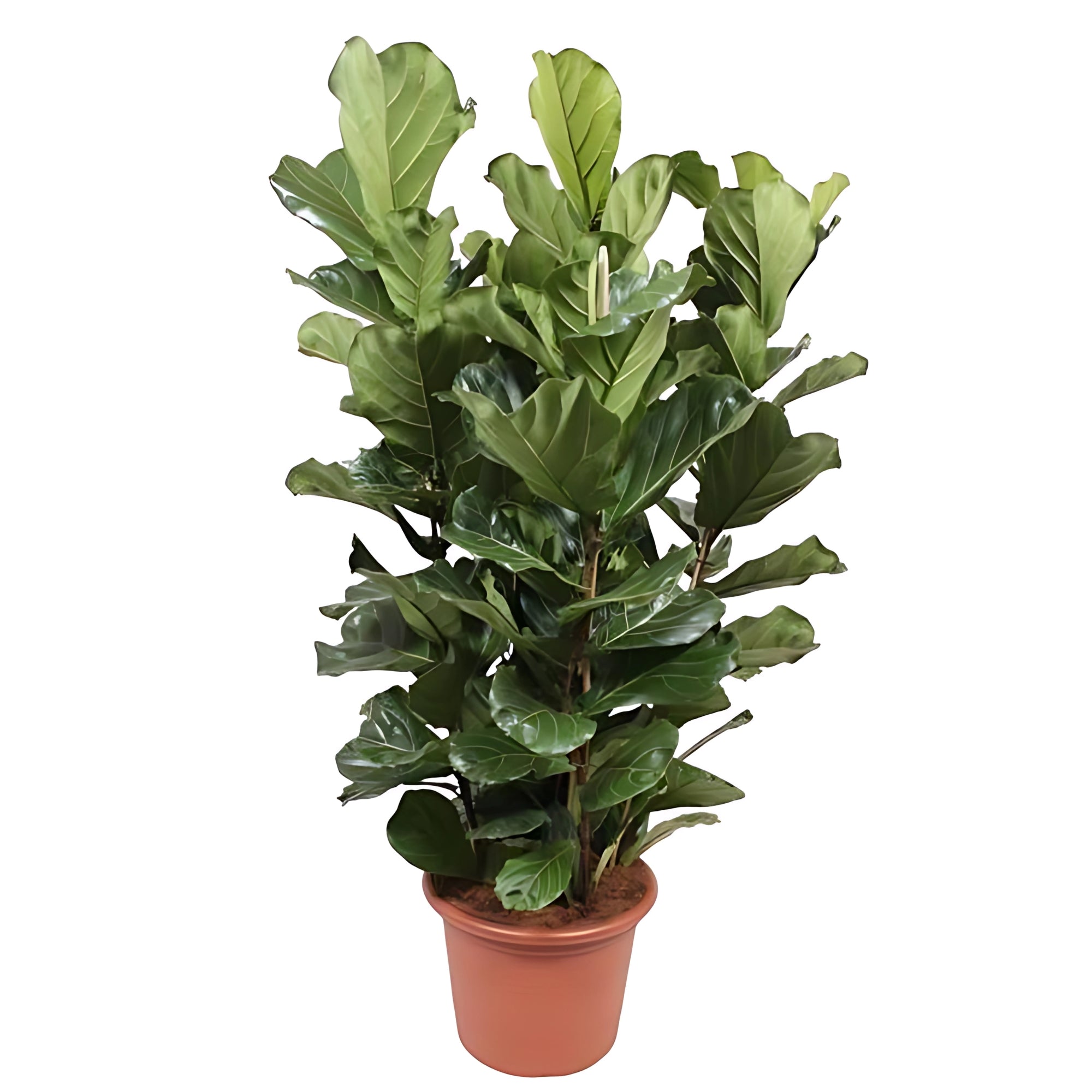 Vioolbladplant struik - ↕200cm - Ø50cm