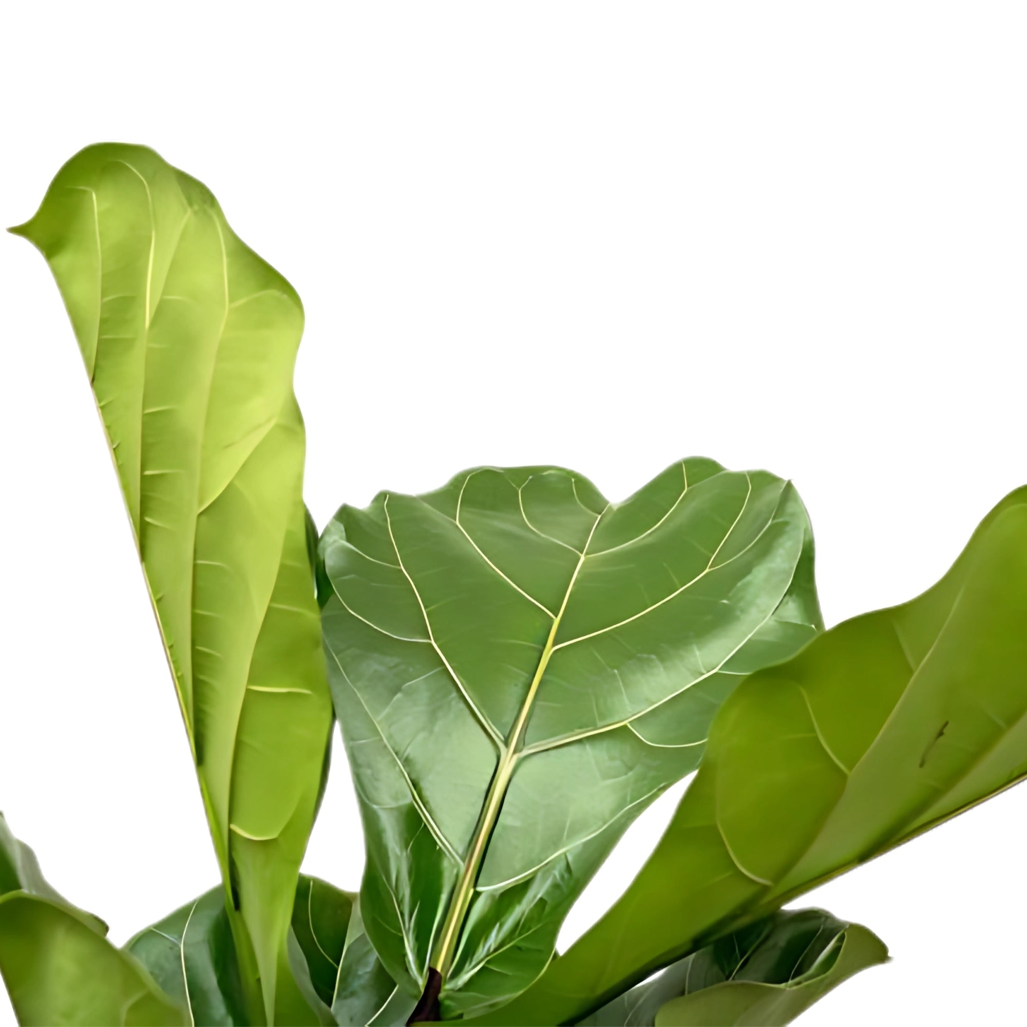 Vioolbladplant vertakt - ↕200cm - Ø32cm