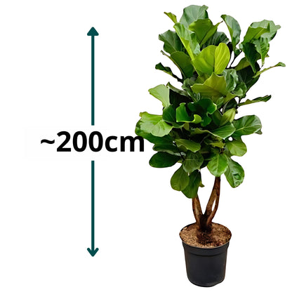 Vioolbladplant vertakt - ↕200cm - Ø32cm