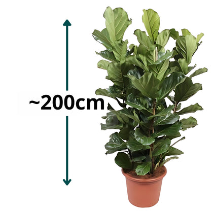 Vioolbladplant struik - ↕200cm - Ø50cm
