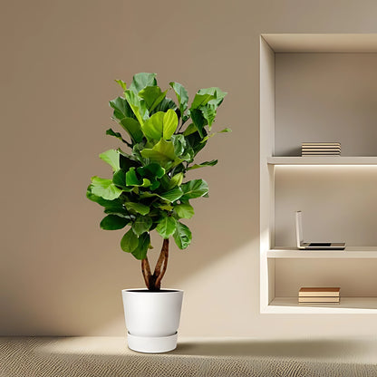 Vioolbladplant vertakt - ↕200cm - Ø32cm