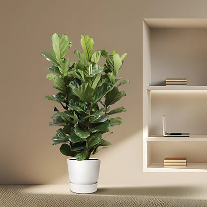 Vioolbladplant struik - ↕200cm - Ø50cm