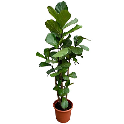 Vioolbladplant vertakt - ↕220cm - Ø40cm