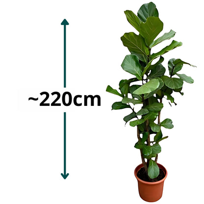 Vioolbladplant vertakt - ↕220cm - Ø40cm