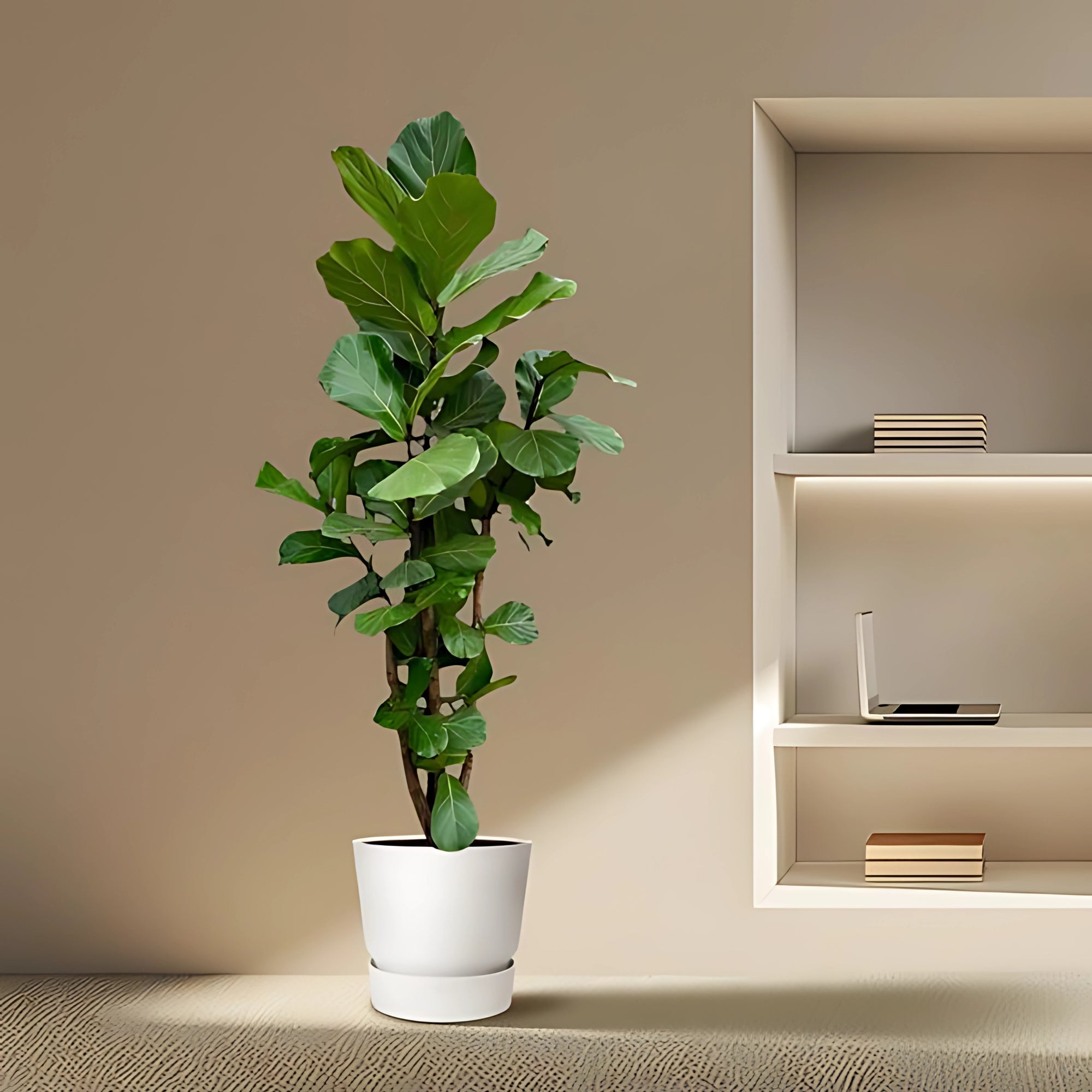 Vioolbladplant vertakt - ↕220cm - Ø40cm