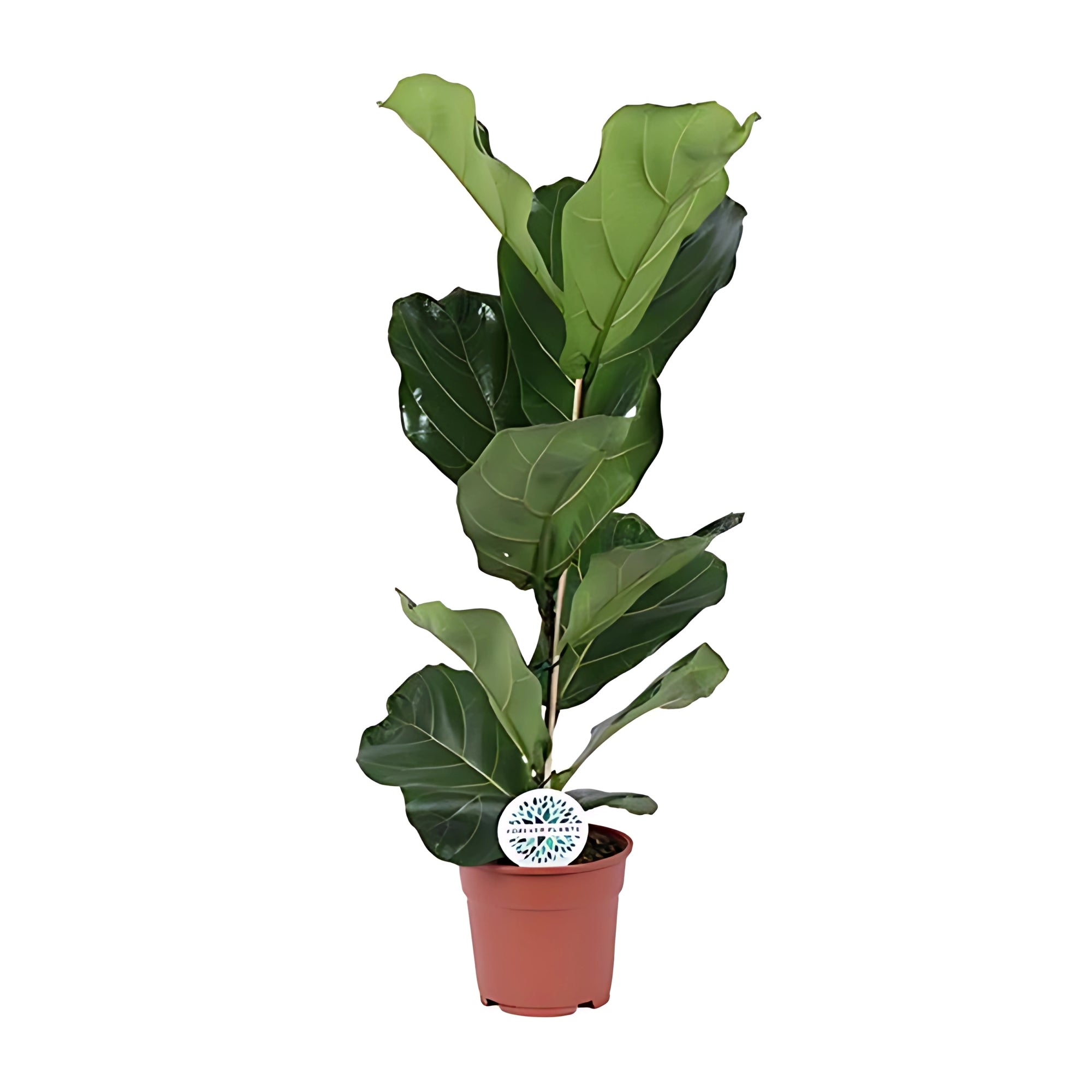 Vioolbladplant struik - ↕60cm - Ø17cm