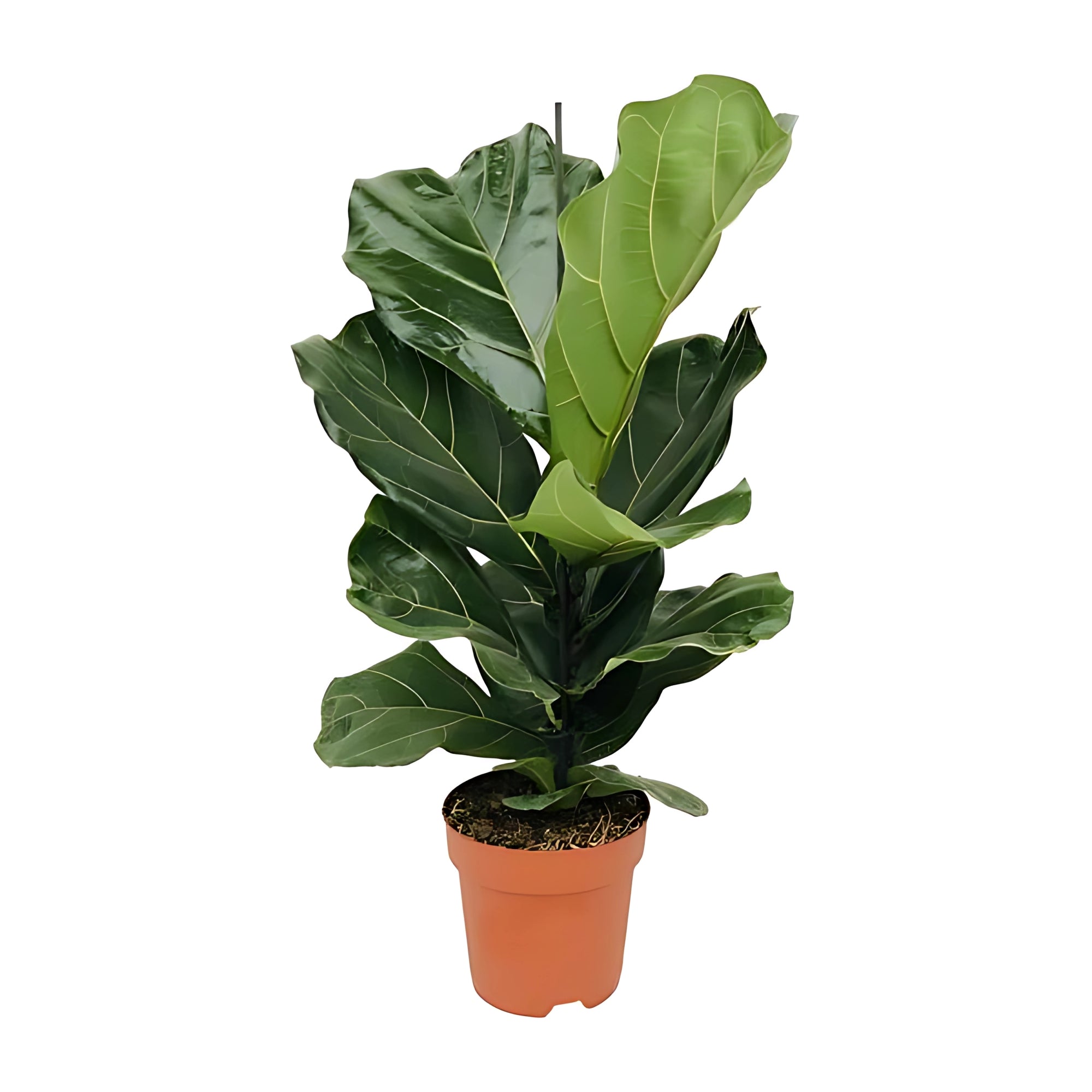 Vioolbladplant struik - ↕75cm - Ø17cm