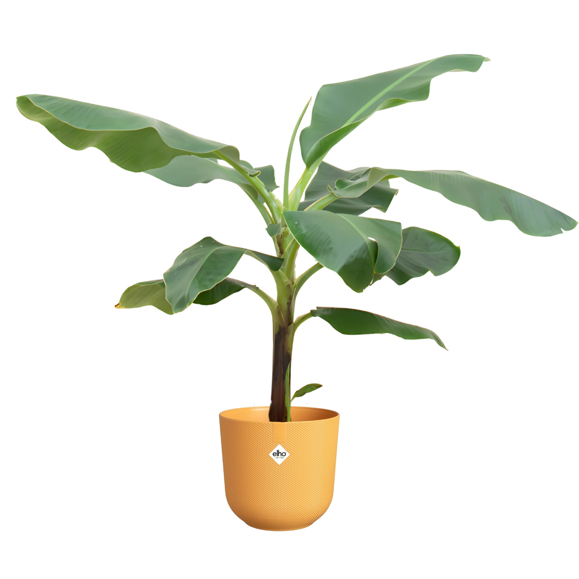 Bananenplant ↕100cm - Ø23cm | Met ronde Elho Jazz pot - Amber geel