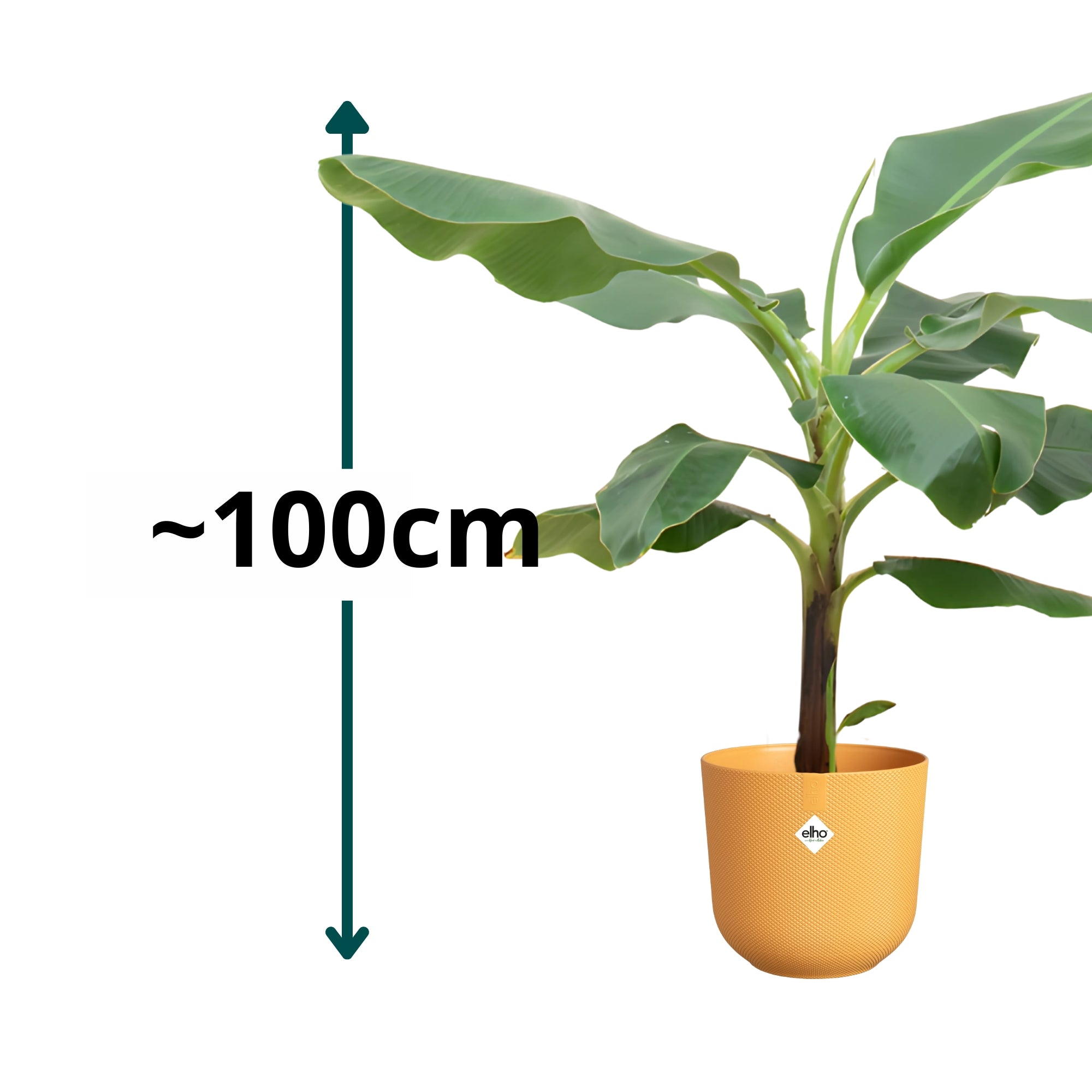 Bananenplant ↕100cm - Ø23cm | Met ronde Elho Jazz pot - Amber geel