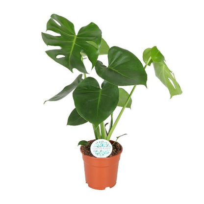 Gatenplant ↕55cm - Ø17cm
