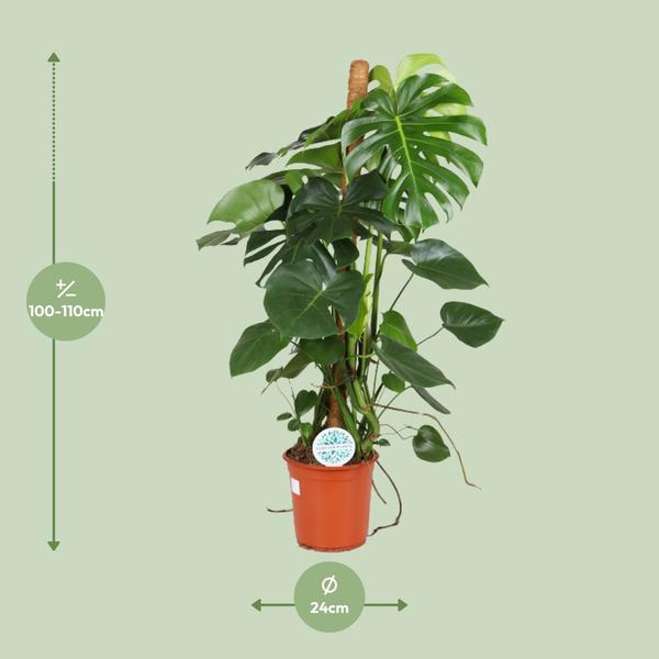 Gatenplant - Ø24cm - ↕105cm