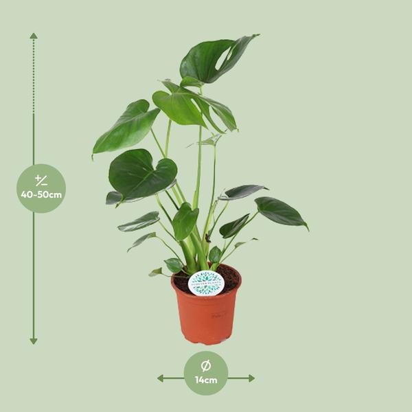 Gatenplant ↕45cm - Ø14cm