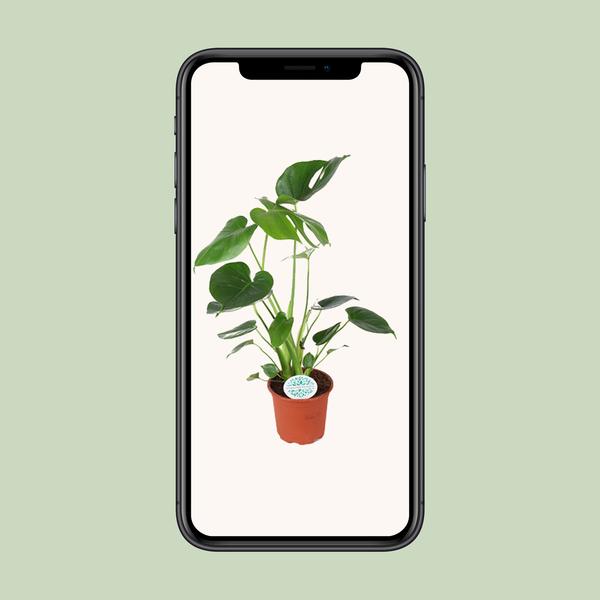 Gatenplant ↕45cm - Ø14cm